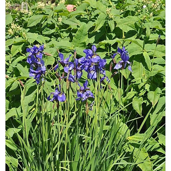 Sibirische Schwertlilie Dreaming Spires - Iris sibirica günstig online kaufen