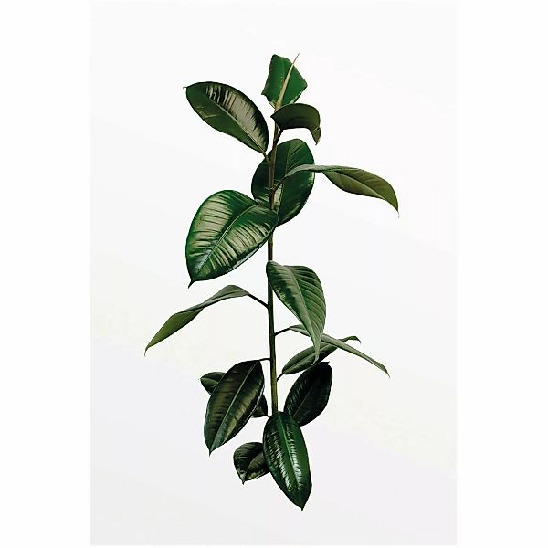 Komar Bild »Ficus Branch«, Pflanzen, (1 St.), Wandbild zur Dekoration - ohn günstig online kaufen