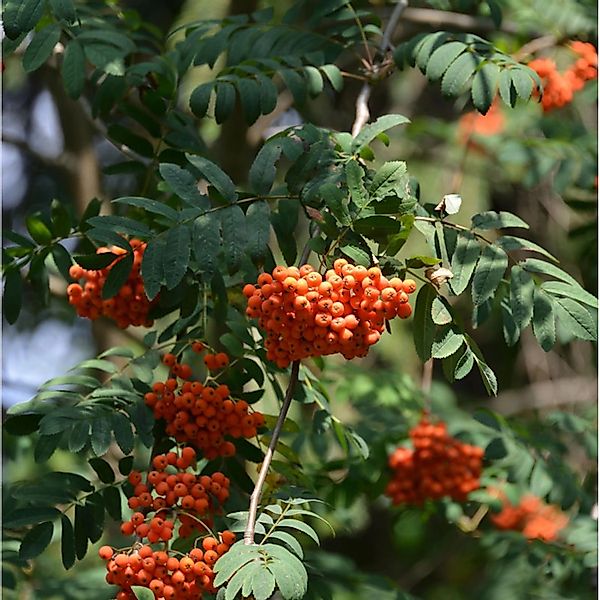 Sommergrüne Eberesche 100-125cm - Sorbus insignis günstig online kaufen