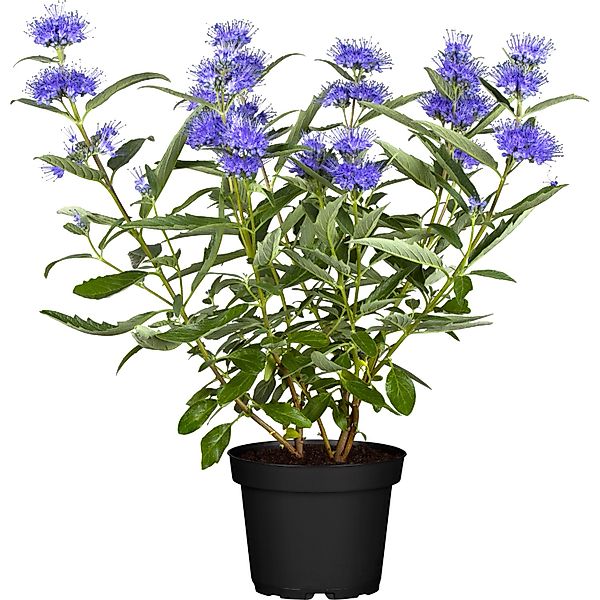 OBI Bartblume Blau Container ca. 3 l günstig online kaufen