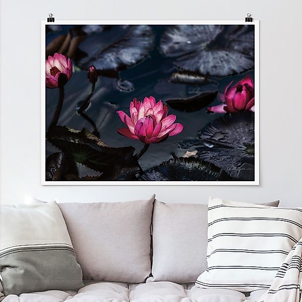 Poster Wasserlilien günstig online kaufen