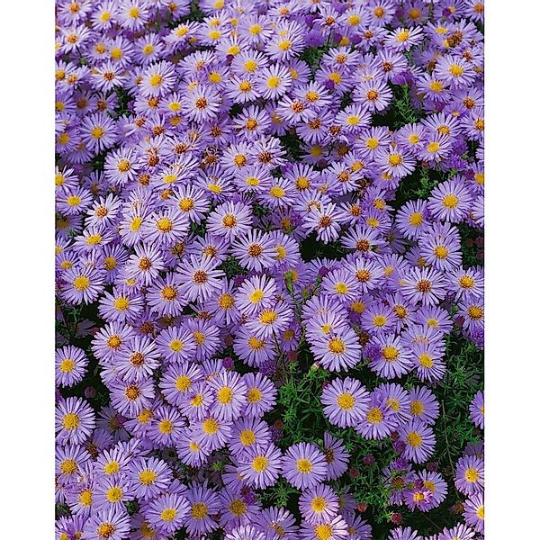 Aster Dumosus Herbstpurzel Kissenaster Ca. 9x9 cm Topf günstig online kaufen