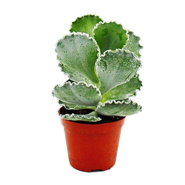 Exotenherz Cotyledon Undulata Silberkrone Muschel-Sukkulente im 8,5cm Topf günstig online kaufen