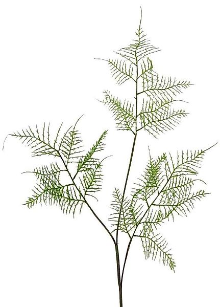 Kunstgras Kunstpflanze FARNZWEIG ca 84cm. Künstlicher Farn, Beiwerk in GRÜN günstig online kaufen