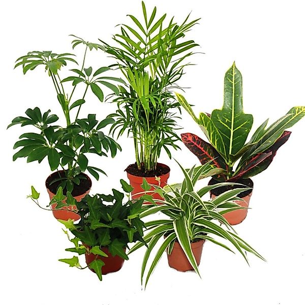 Exotenherz Zimmerpflanze Großes Zimmerpflanzen Set mit 5 Pflanzen - 9cm günstig online kaufen