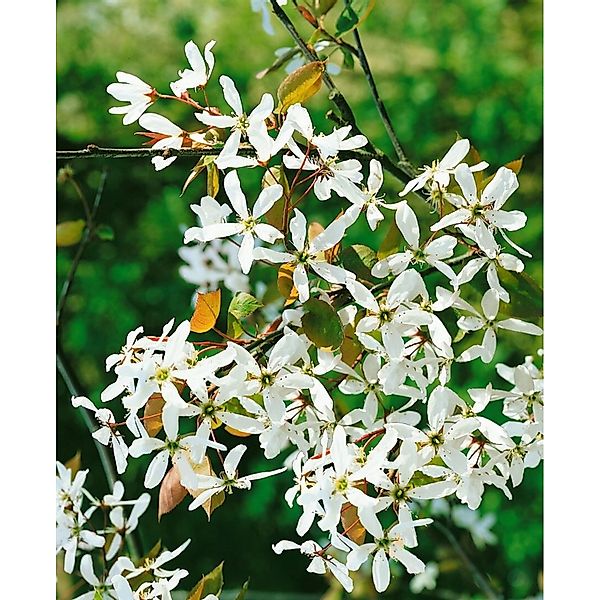 Amelanchier Alnifolia Robin Hill Felsenbirne 100–125 cm günstig online kaufen