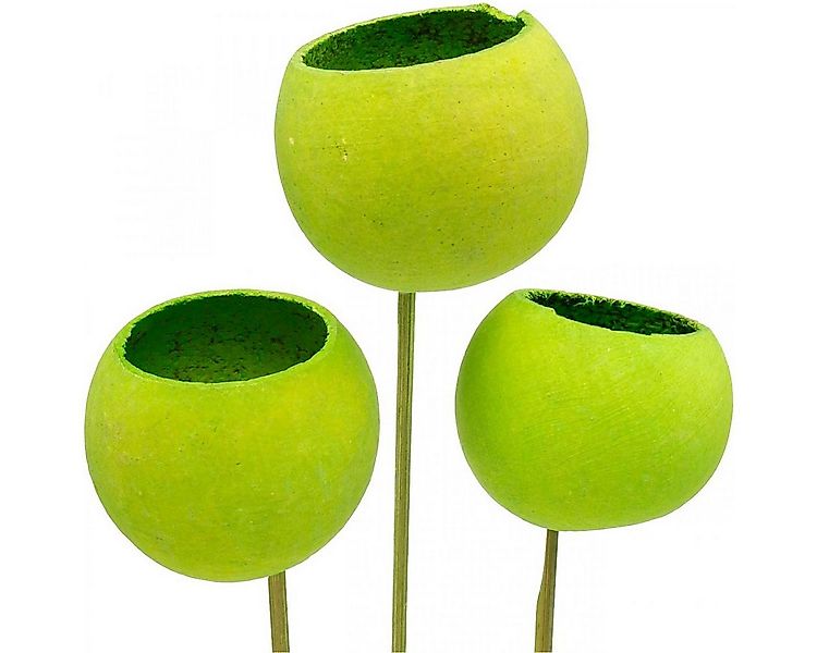 Trockenblume Bell Cup Stiel Grün Deko Exoten Trockenfrucht 15 St, Viana günstig online kaufen