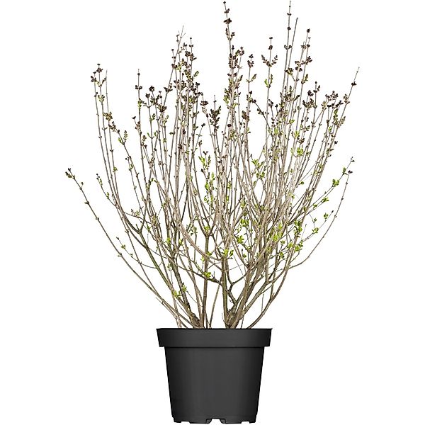 OBI Meyers Flieder Palibin Lila Höhe ca. 50 - 60 cm Topf ca. 3,5 l Syringa günstig online kaufen