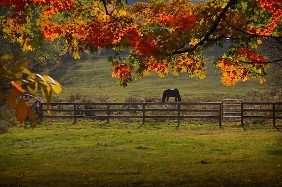 Papermoon Fototapete »Pferd auf der Weide« günstig online kaufen