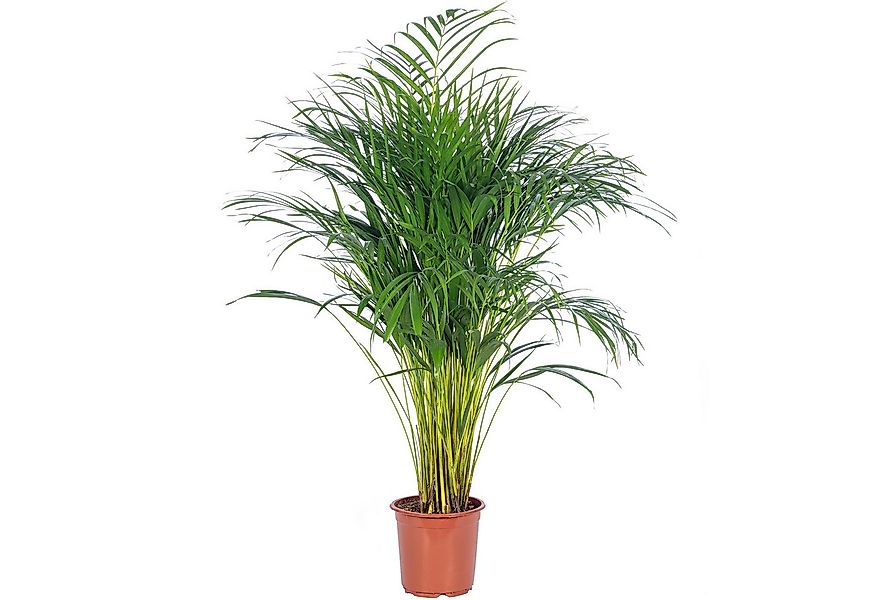 Flowerbox Zimmerpflanze Goldfruchtpalme - Areca Dypsis Lutescens, pflegelei günstig online kaufen