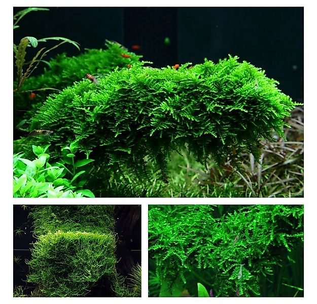 Aquaone Wasserpflanze Moos Set mit 3 Tropica in Vitro Pflanzen Aquariumpfla günstig online kaufen