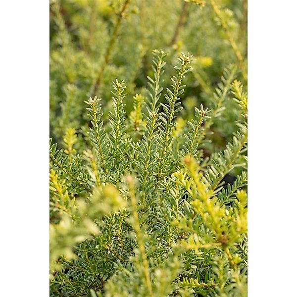 Podocarpus Lawrencei Blue Gem Bläulich-Grün 30–40 cm günstig online kaufen
