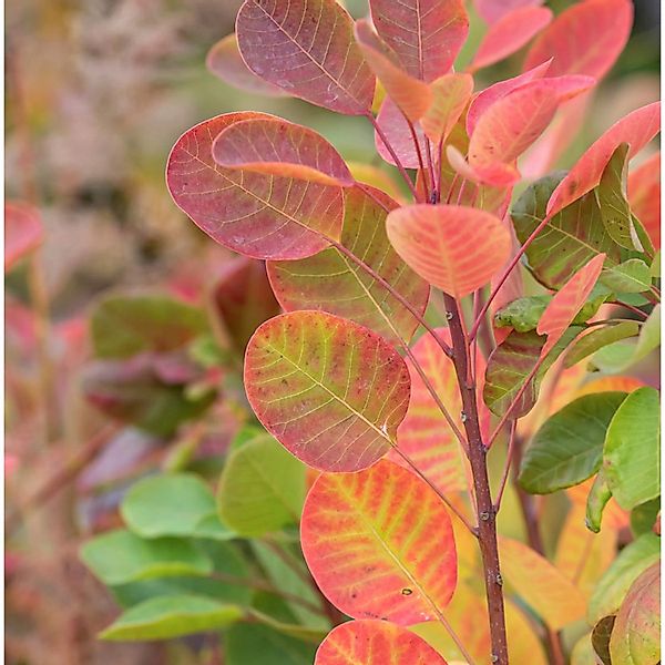 Perückenstrauch Lemon Lady 30-40cm - Cotinus coggygria günstig online kaufen