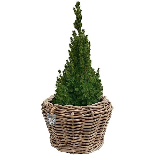 Van der Leeden Blumentopf Blumenkorb Pflanzkorb günstig online kaufen