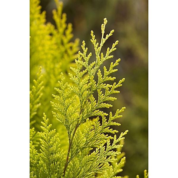 Chamaecyparis lawsoniana 'Romana' 150-175 cm günstig online kaufen