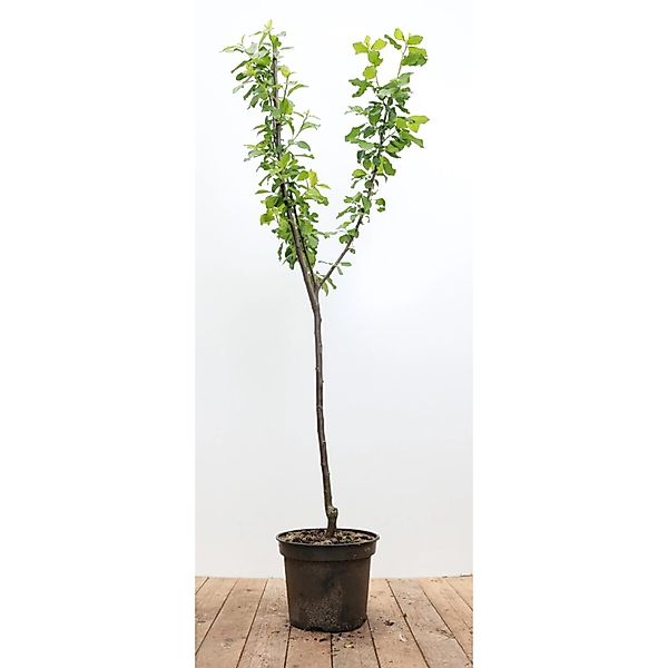 Prunus Domestica Opal Zwetschge CAC 150-200cm günstig online kaufen