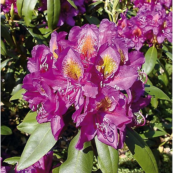 INKARHO - Großblumige Rhododendron Marcel Menard 40-50cm - Alpenrose günstig online kaufen