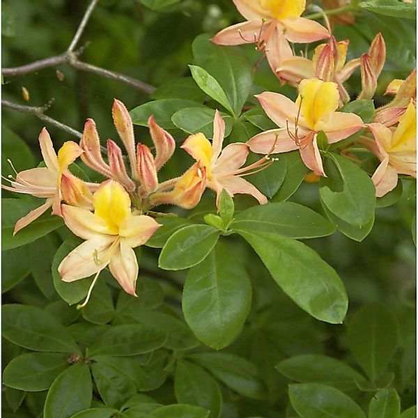 Sommergrüne Azalee 80-100cm - Rhododendron austrinum günstig online kaufen