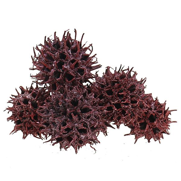 Trockenblume Amberbaum Deko Zapfen Rot gefrostet günstig online kaufen
