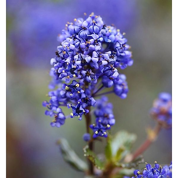 Hochstamm Säckelblume Blue Sapphire 80-100cm - Ceanothus impressus günstig online kaufen