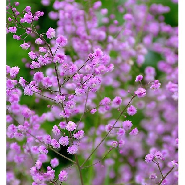 Chinesische Wiesenraute Hewitt Double - Thalictrum delavayi günstig online kaufen