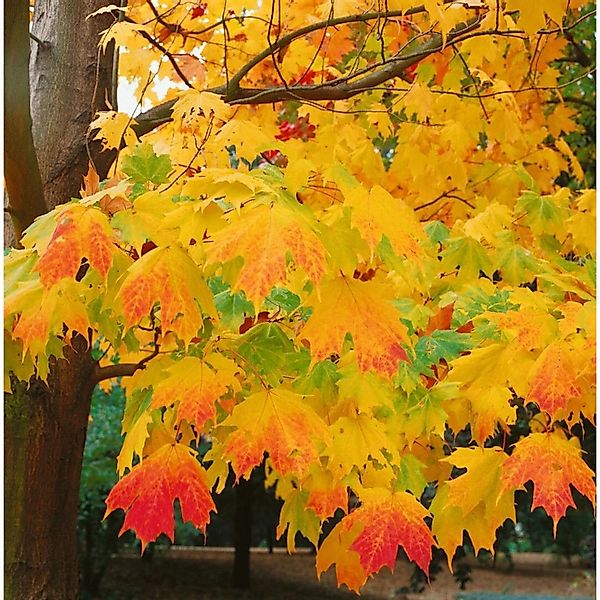 Acer Saccharum Zuckerahorn 60–100 cm günstig online kaufen