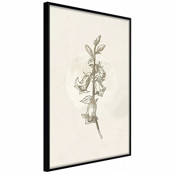 Poster - Beige Campanula günstig online kaufen