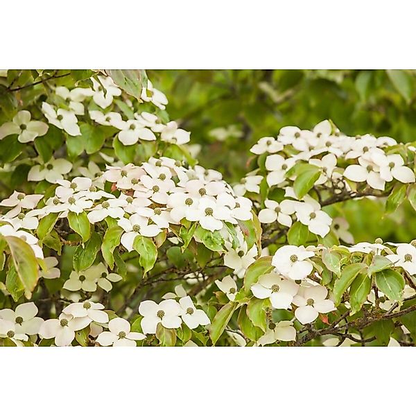 Cornus Kousa Bultincks Giant Flower Japanischer Hartriegel 80–100 cm günstig online kaufen