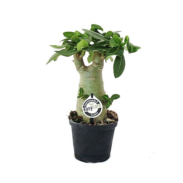 Exotenherz Kleine Wüstenrose Adenium Überraschungsfarbe 14cm Topf günstig online kaufen