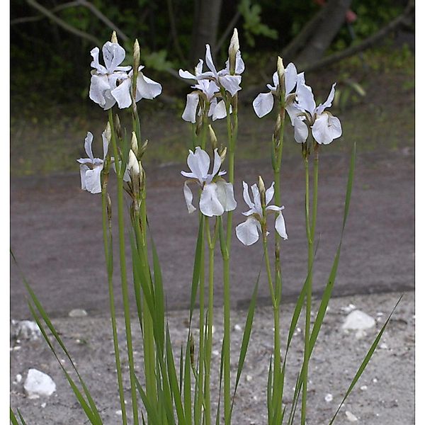 Zwerg-Schwertlilie - Iris lutescens günstig online kaufen