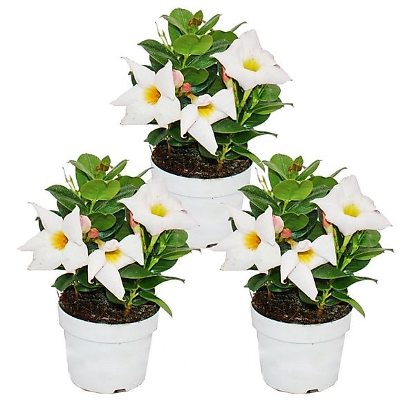 Exotenherz Dipladenia Chilenischer Jasmin 10cm Topf Set mit 3 Pflanzen Weiß günstig online kaufen