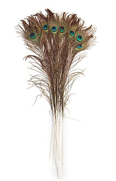 ROSEMARIE SCHULZ Heidelberg Bastelfedern 10 Pfauenfedern 70cm lang Federn M günstig online kaufen