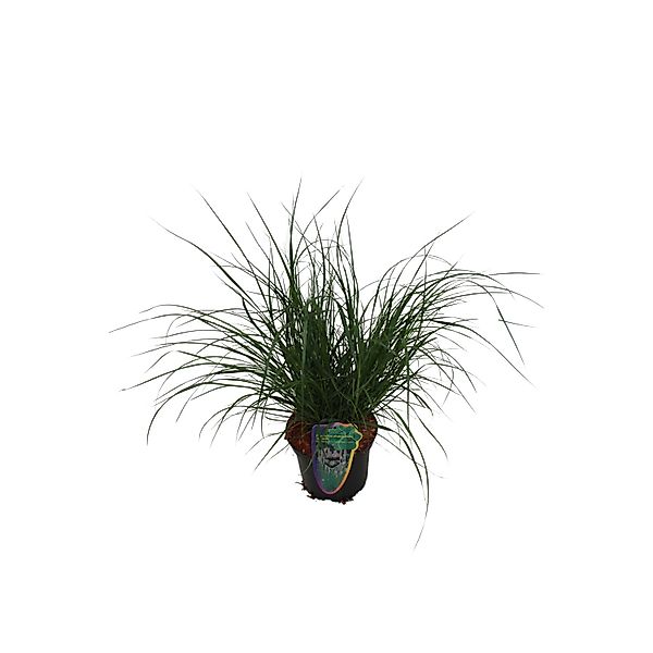 GROW by OBI Lampenputzergras Hameln Topf-Ø ca. 16 cm Penissetum günstig online kaufen