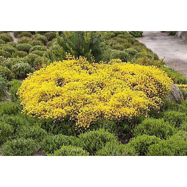 Cytisus Beanii Ginster Gelb 30–40 cm günstig online kaufen