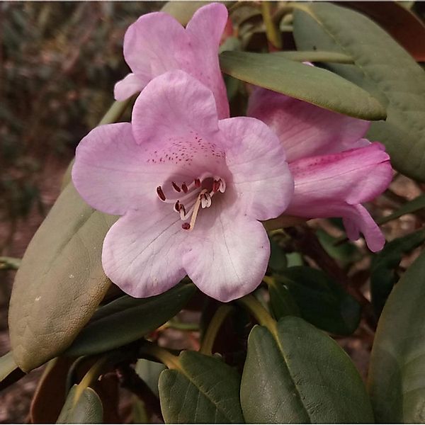 Alpenrose Olive 30-40cm - Rhododendron moupinense günstig online kaufen