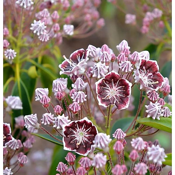 Großer Berglorbeer Mitternacht 30-40cm - Kalmia,atifolia günstig online kaufen