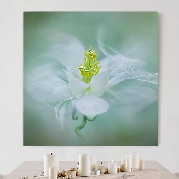 Leinwandbild Blumen - Quadrat Weiße Akelei günstig online kaufen