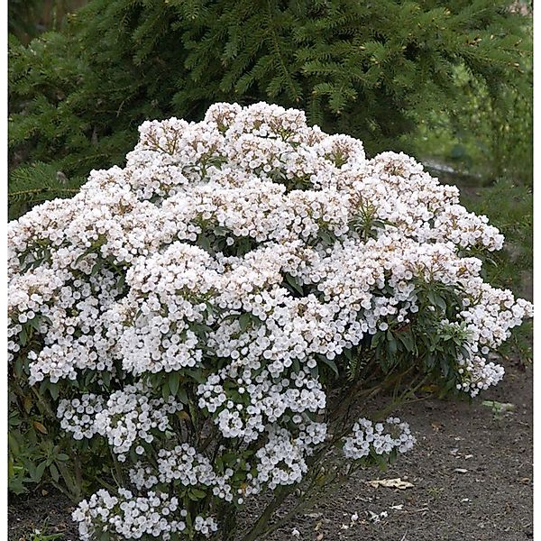 Großer Berglorbeer Zedbulon 40-50cm - Kalmia latifolia günstig online kaufen