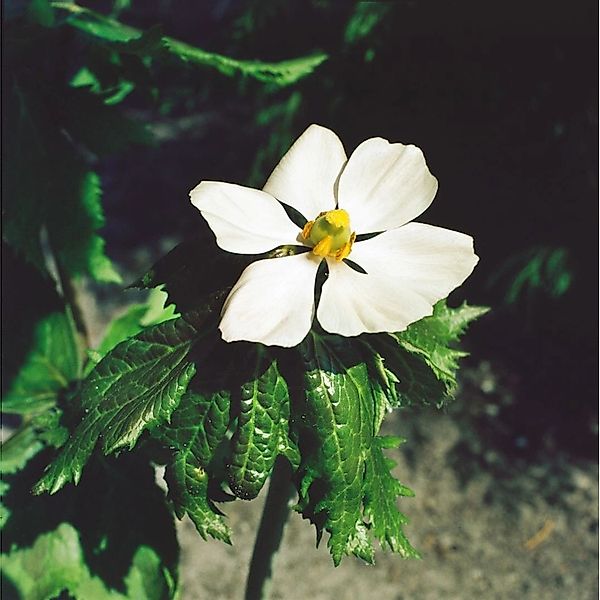Podophyllum Hexandrum Ca. 11x11 cm Topf günstig online kaufen