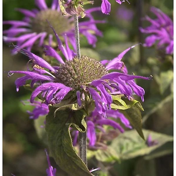 Indianernessel Prärienacht - Monarda fistulosa günstig online kaufen