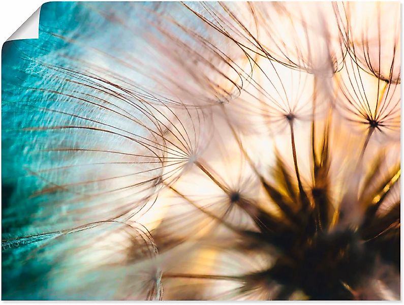 Artland Wandbild "Pusteblume Makro abstrakt", Blumen, (1 St.), als Alubild, günstig online kaufen