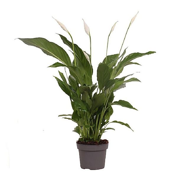 meinvipshop Zimmerpflanze Einblatt 50cm XXL blühend Zimmerpflanze günstig online kaufen