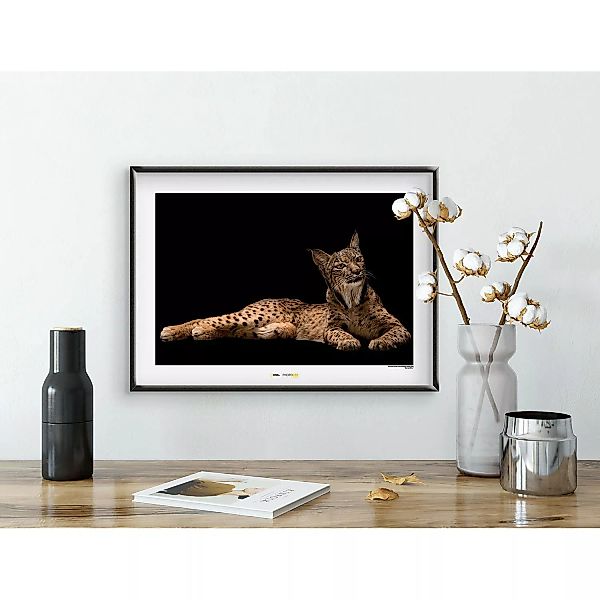 KOMAR Wandbild - Iberian Lynx - Größe: 70 x 50 cm mehrfarbig Gr. one size günstig online kaufen