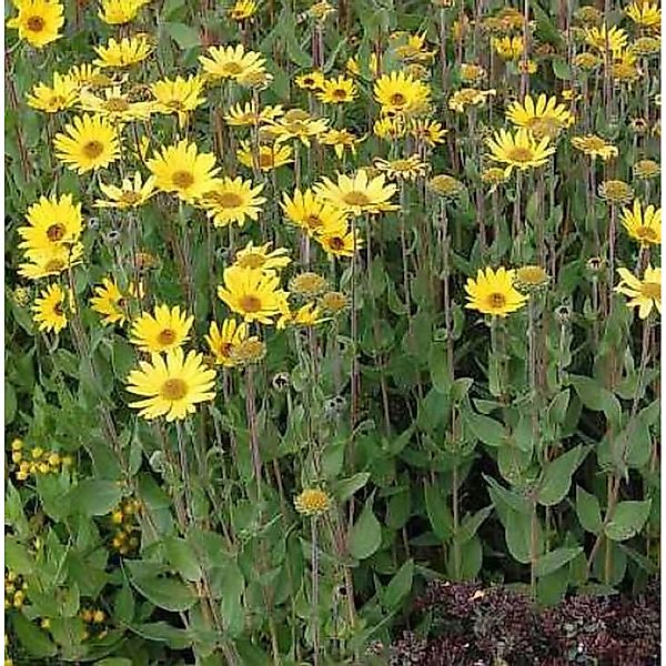 Stauden Sonnenblume - Helianthus atrorubens günstig online kaufen