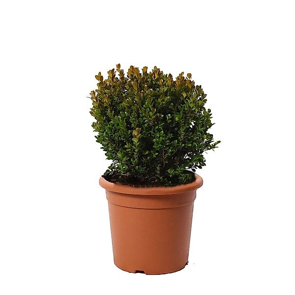 KENTIS Buxus Microphylla Faulkner H 30/40 cm Kugel Ø 25/30 cm Topf Ø 22 cm günstig online kaufen