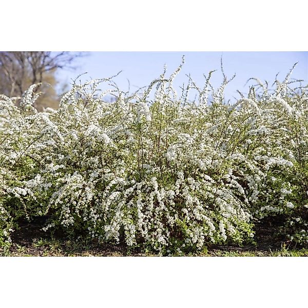 Spiraea Thunbergii Thunbergs Spiere Weiß 10–15 cm günstig online kaufen