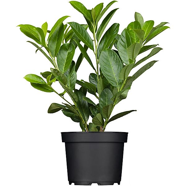 OBI Kirschlorbeer Novita Höhe ca. 50 - 60 cm Topf ca. 5 l Prunus günstig online kaufen