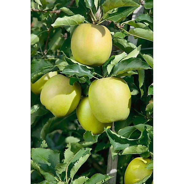 Pflanzen für Dich Obstpflanze Malus domestica Mutsu, 1 St., Mutsu-Apfel, Ap günstig online kaufen