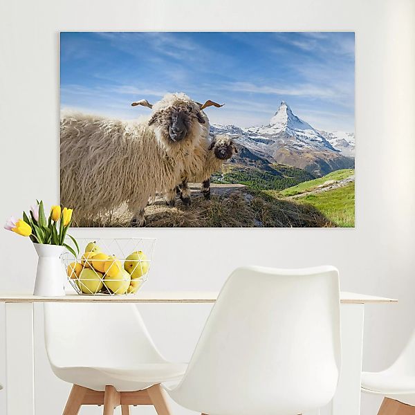 Leinwandbild Schwarznasenschafe von Zermatt günstig online kaufen