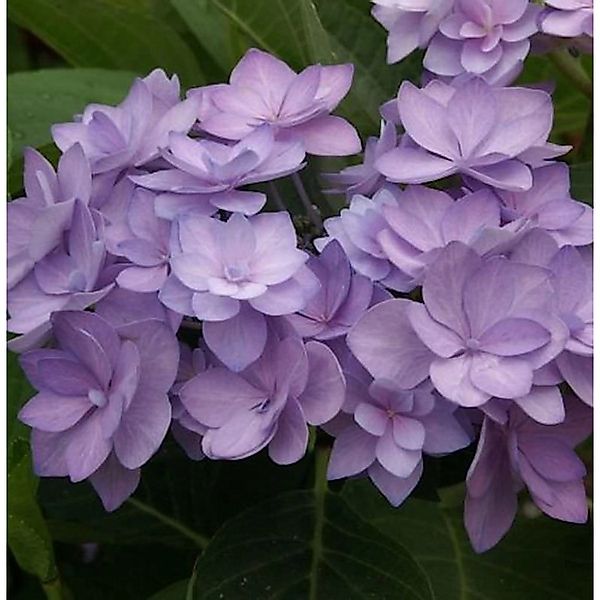 Bauernhortensie Romance 30-40cm - Hydrangea macrophylla günstig online kaufen